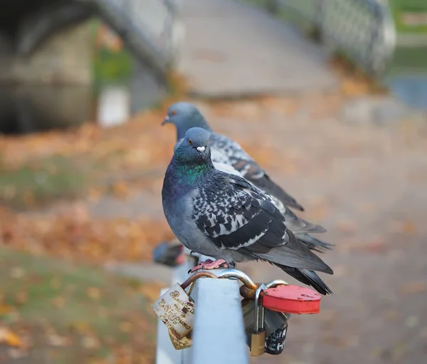 鳩 — ストック写真