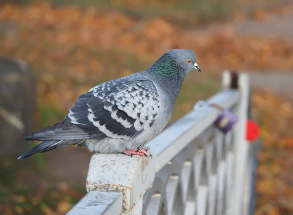 Palomas. —  Fotos de Stock