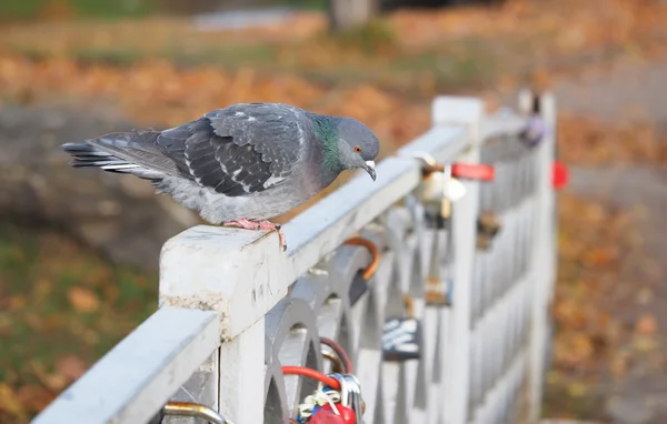 Tauben — Stockfoto