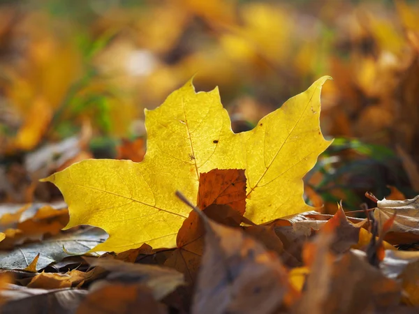 Esdoornblad in de herfst — Stockfoto