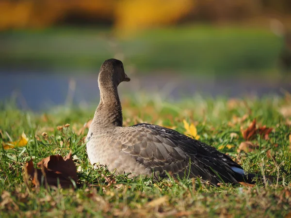 Goose on grass — Stock Photo, Image