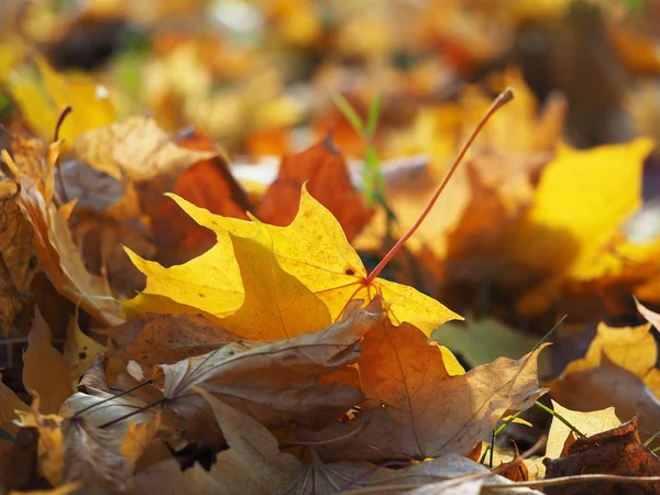 Esdoornblad in de herfst — Stockfoto