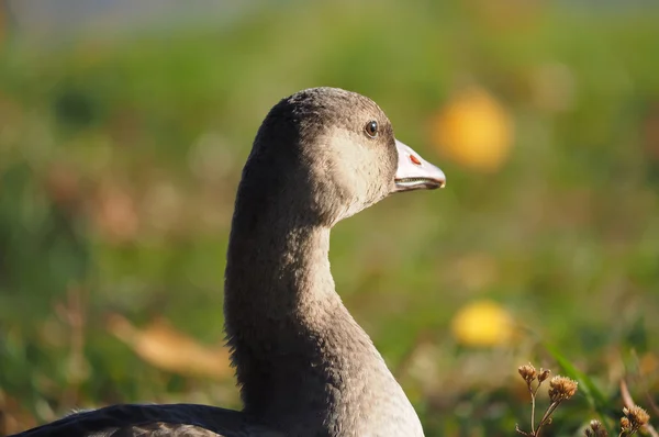 Gås på gräs — Stockfoto