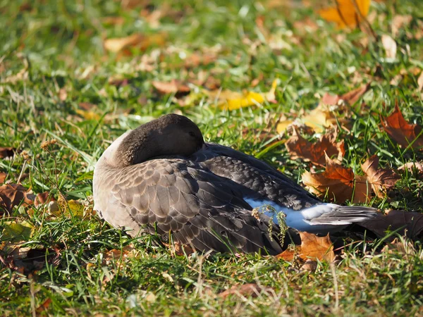 Gås på gräs — Stockfoto