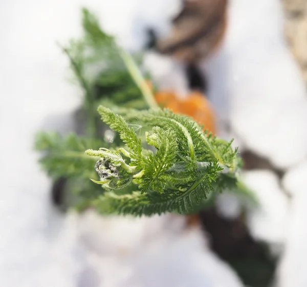 Neve de camomila — Fotografia de Stock