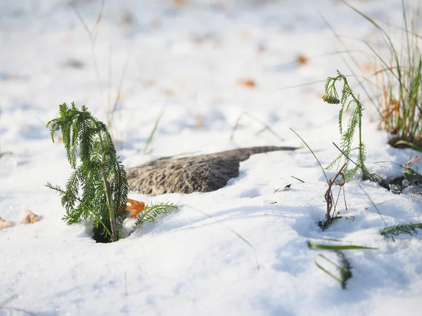 Kamille sneeuw — Stockfoto