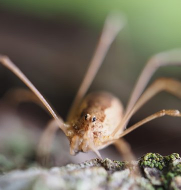 opiliones örümcek
