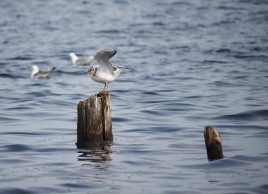 Martılar göl kenarında