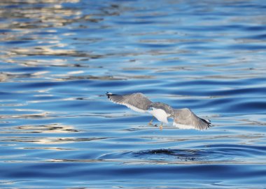 Göl üzerinde martı