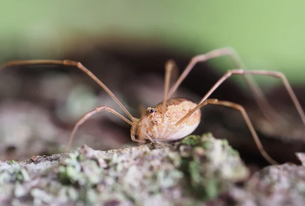 Opiliones pająk — Zdjęcie stockowe