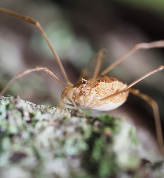 Паук opiliones — стоковое фото