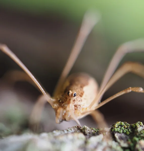 Opiliones pająk — Zdjęcie stockowe