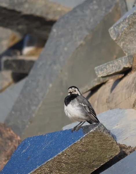 Wagtail on the rocks — Stock Photo, Image