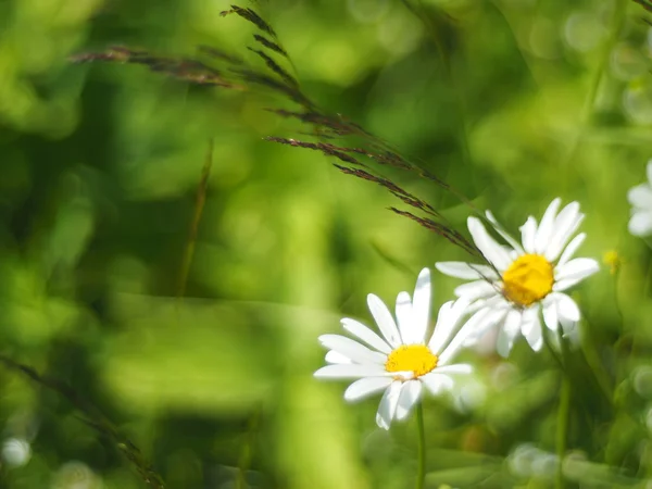 Kamille im Wald — Stockfoto