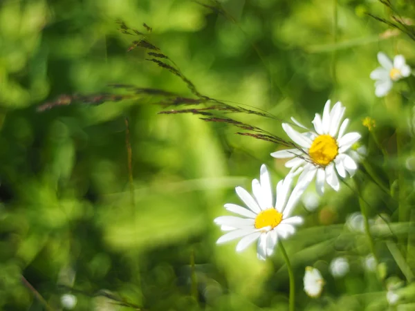 Kamille im Wald — Stockfoto