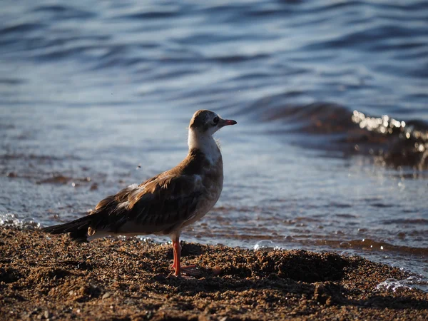 Gulls on the lake — Stock Photo, Image