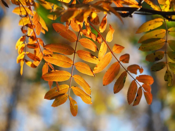 Rowan otoño — Foto de Stock