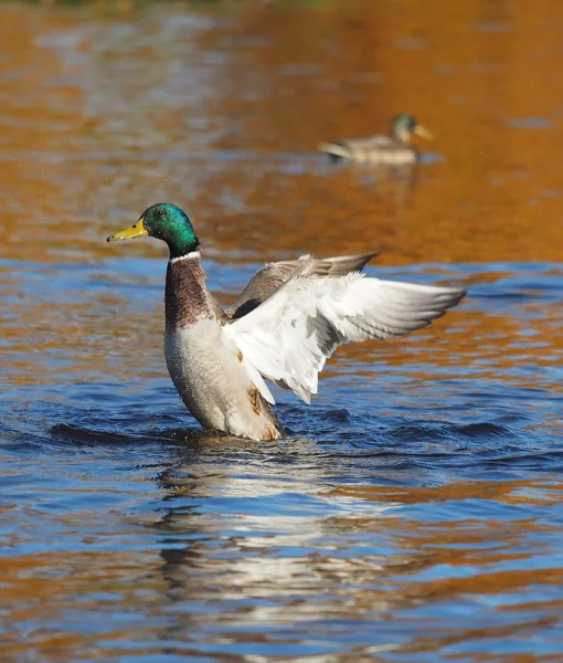 Duck flaps its wings — Stock Photo, Image