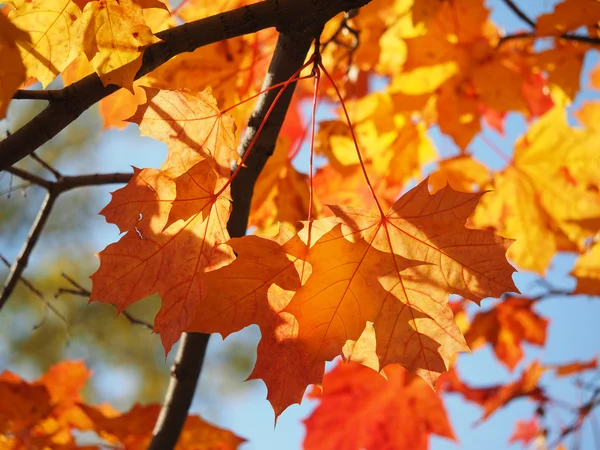 Hojas de otoño — Foto de Stock