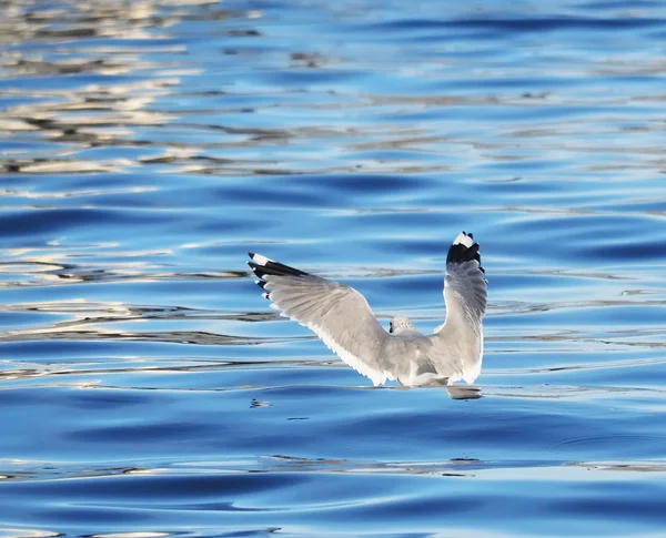 Mouette sur le lac — Photo