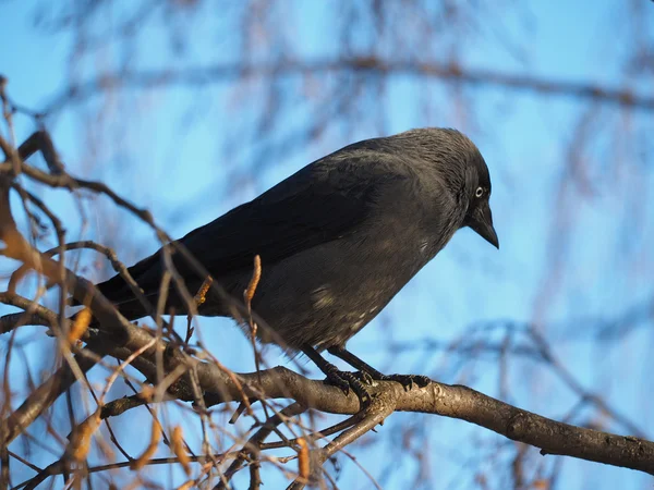 Jackdaw em uma árvore — Fotografia de Stock