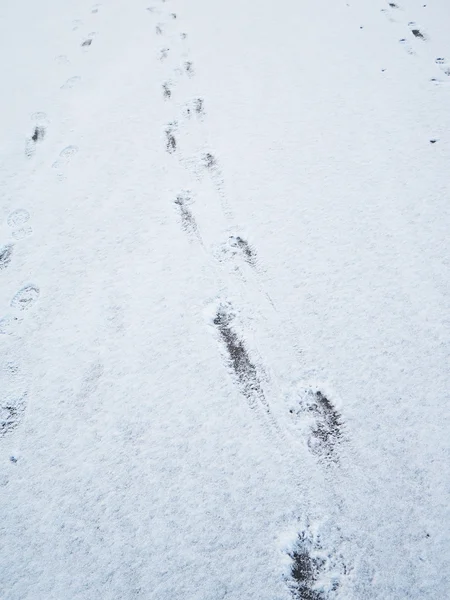 雪の中の足跡 — ストック写真