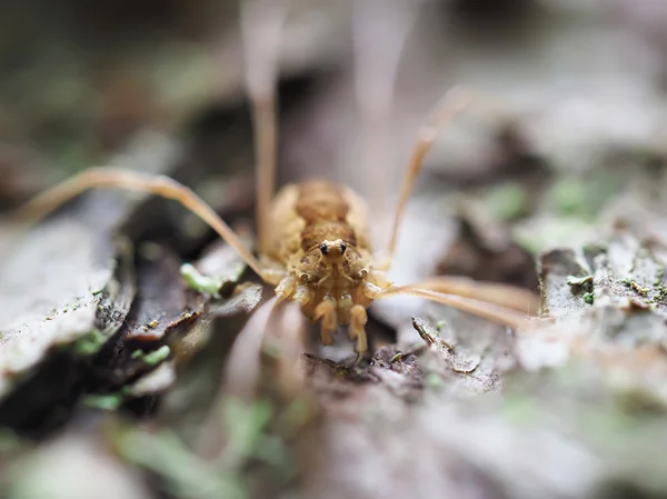 Opiliones spider — Stock Photo, Image