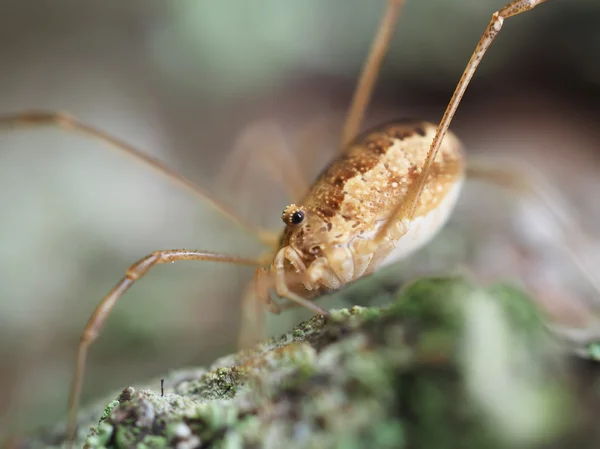 Opiliones örümcek — Stok fotoğraf