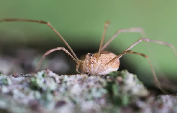 Opiliones örümcek — Stok fotoğraf