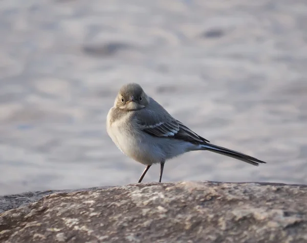 Wagtail sur les rochers — Photo