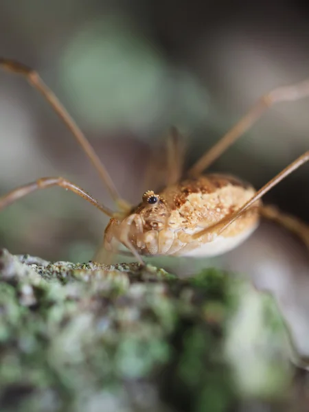 Opiliones 거미 — 스톡 사진