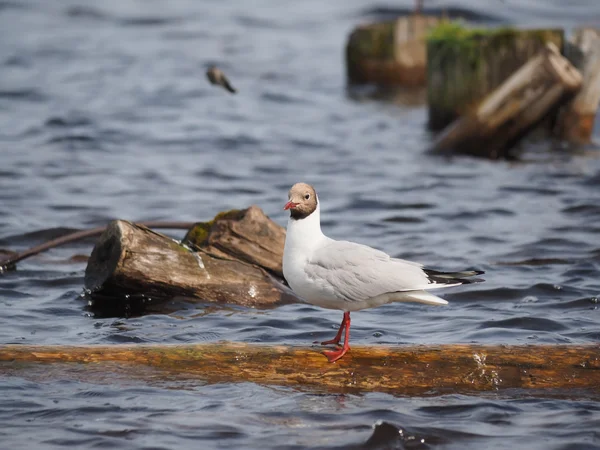 Meeuwen op het meer — Stockfoto