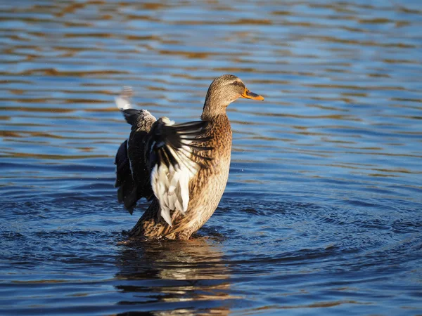 Duck flaps its wings — Stock Photo, Image