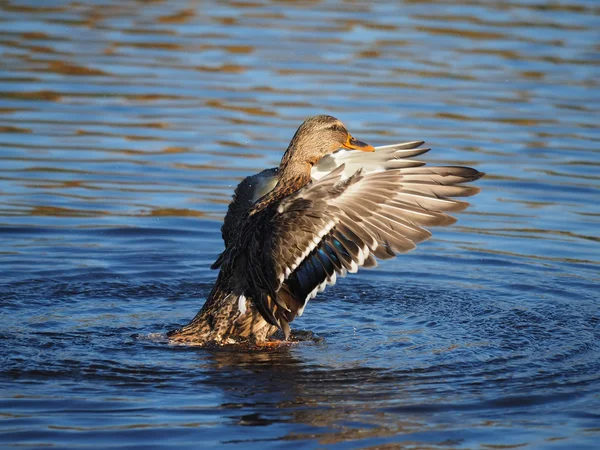 Duck flaps its wings — Stock Photo, Image