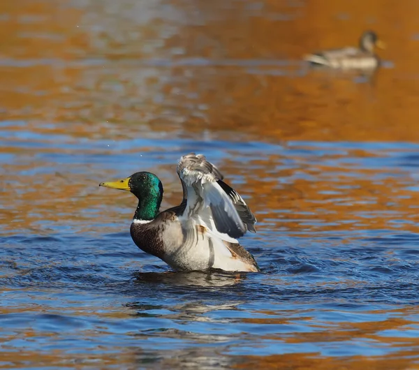 Duck flaps its wings — Stock Photo, Image