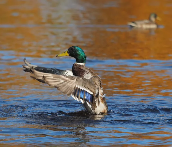 Duck flaps its wings — Stock Photo, Image