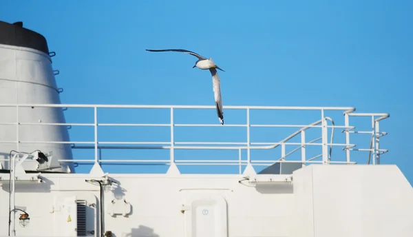 Gull on the lake — Stock Photo, Image