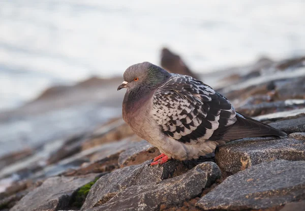 Pombo — Fotografia de Stock