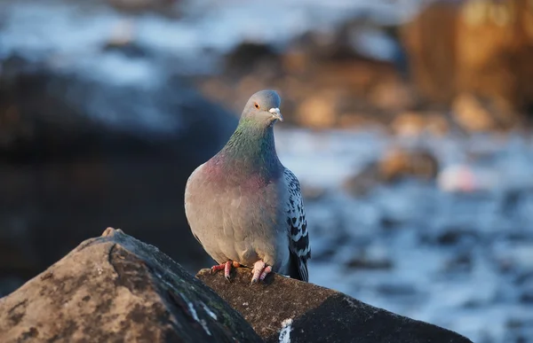 Pigeon — Stock Photo, Image