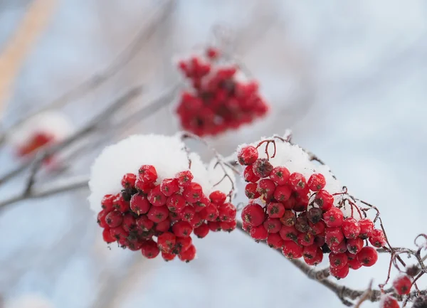 Bacche di sorbo in inverno — Foto Stock