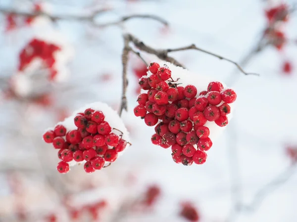 Rowan bessen in de winter — Stockfoto