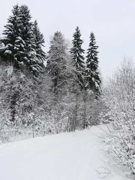 Russian forest in winter — Stock Photo, Image