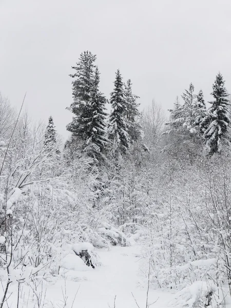 Bosque ruso en invierno — Foto de Stock