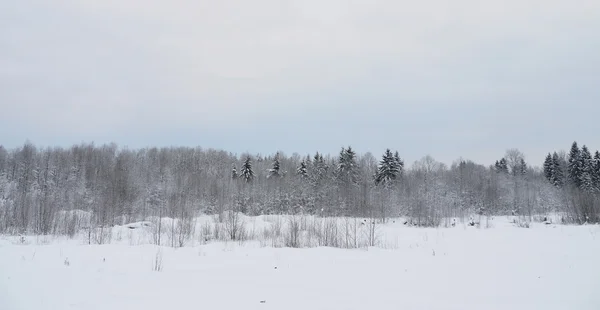 Russischer Wald im Winter — Stockfoto
