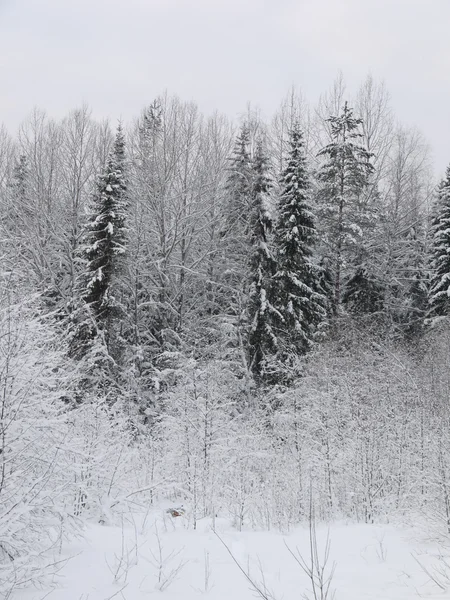 俄罗斯冬季森林 — 图库照片