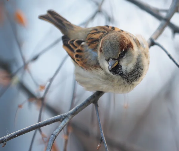 Burung pipit pada cabang — Stok Foto