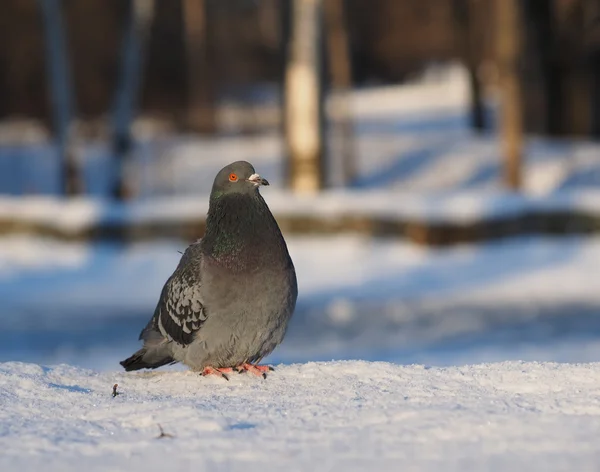 Pombo — Fotografia de Stock