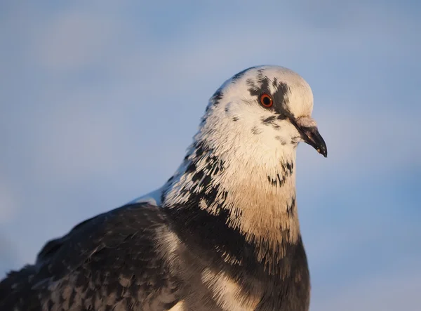 Pombo — Fotografia de Stock