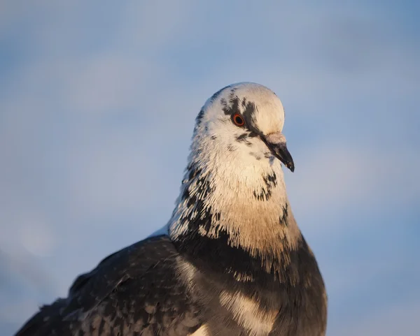 Pombo — Fotografia de Stock