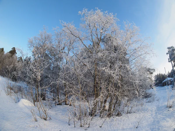 Forest in winter — Stock Photo, Image